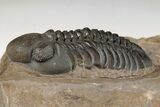 Detailed Reedops Trilobite - Atchana, Morocco #204159-3